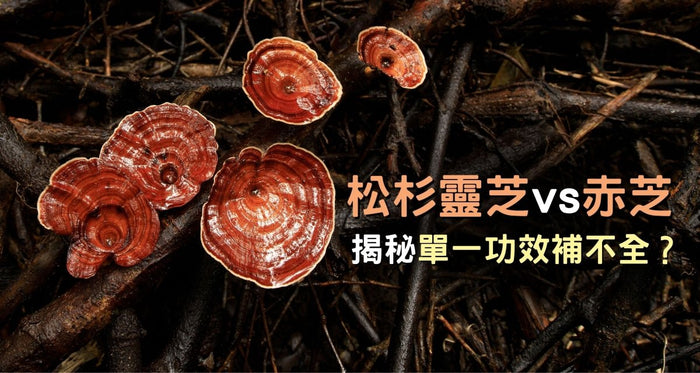 松杉靈芝 vs 赤芝功效、成分、食法優劣！揭秘單一功效補不全？ - Vita Green