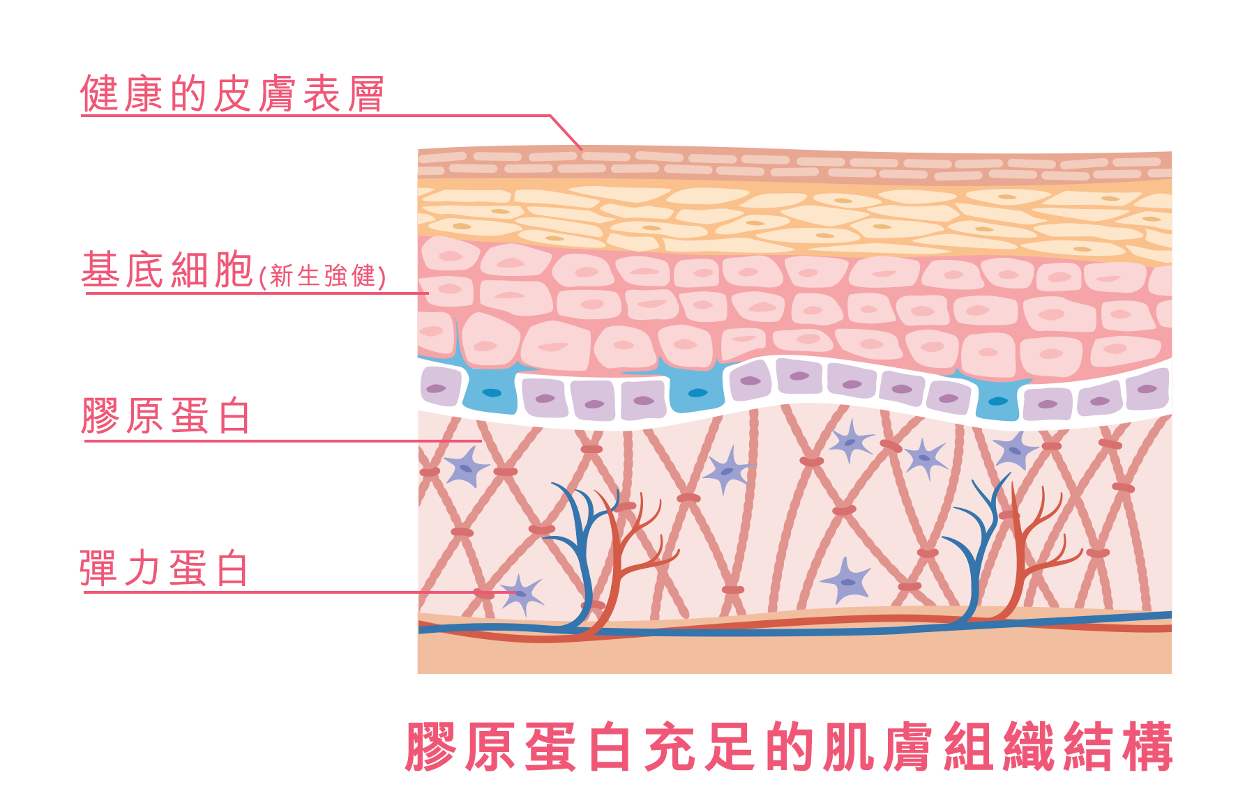 膠原蛋白充足